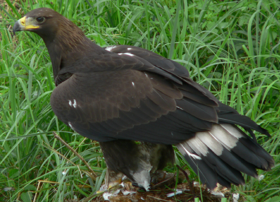 Dark-plumaged Golden Eagle with white tail markings