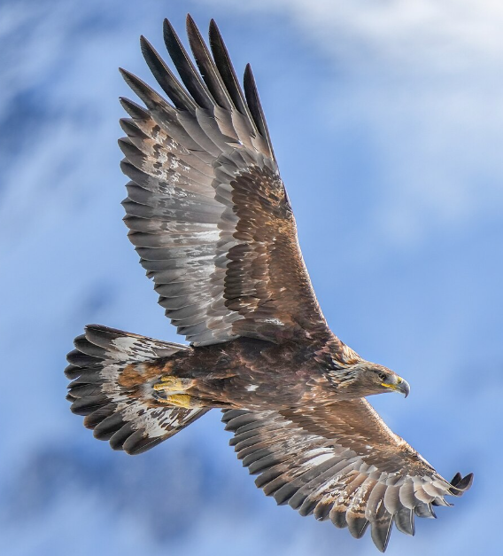 A Golden Eagle in flight showing broad wings and naturally mottled brown plumage