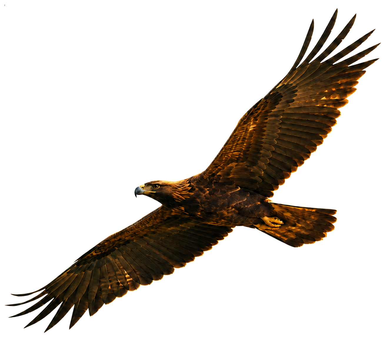 Golden eagle soaring across the blue sky